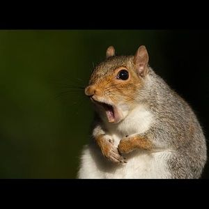 Meet your Posher, George